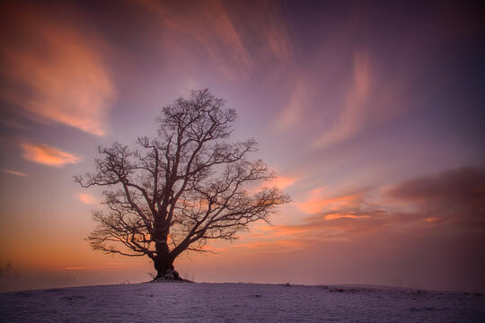 Stor eik i solnedgang